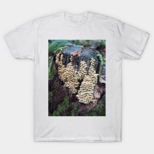 Troops of sulphur tuft mushrooms on a stump T-Shirt